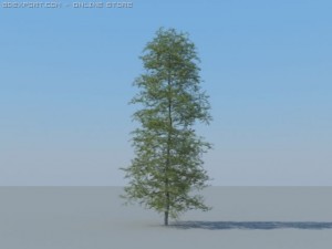 12 coniferous trees Modèle 3D
