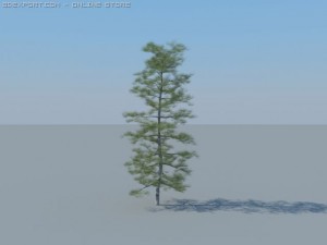 12 coniferous trees Modèle 3D