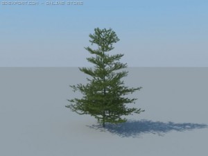 12 coniferous trees Modèle 3D