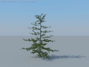 12 coniferous trees Modèle 3D