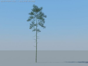 12 coniferous trees Modèle 3D