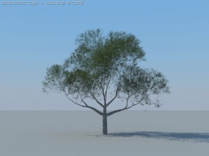 12 coniferous trees Modèle 3D