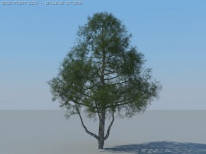 12 coniferous trees Modèle 3D