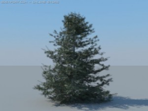 12 coniferous trees Modèle 3D