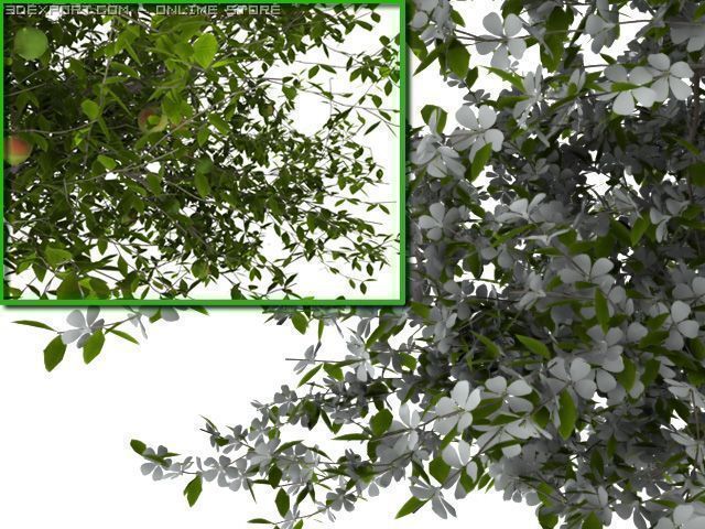 2 apple trees Modelo 3D .c4d .max .obj .3ds .fbx .stl .blend 