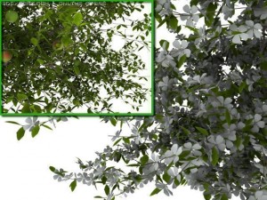 2 apple trees Modèle 3D