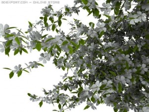 2 apple trees Modelo 3D