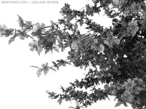 2 apple trees 3D Model