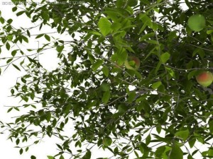 2 apple trees Modelo 3D