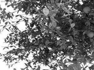 2 apple trees Modelo 3D