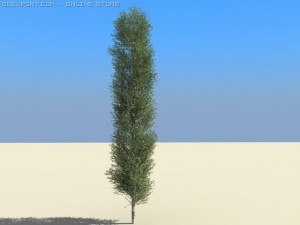 poplar Modèle 3D