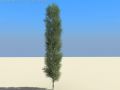 poplar Modèle 3D