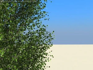 peuplier Modèle 3D