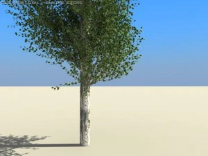 peuplier Modèle 3D