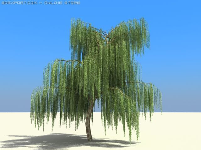 willow Modello 3D .c4d .max .obj .3ds .fbx .stl .blend 