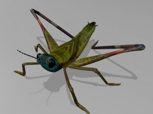 cricket 3Dモデル