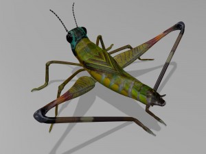 cricket Modelo 3D