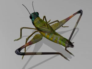 cricket 3D Model