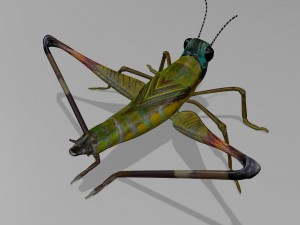 cricket Modelo 3D
