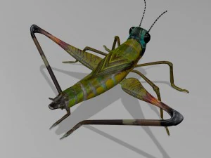 cricket 3D Model
