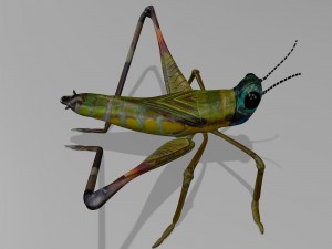 cricket Modelo 3D