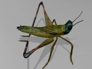 cricket 3D Model