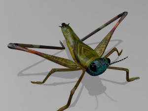 cricket Modelo 3D