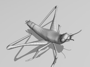 cricket Modelo 3D