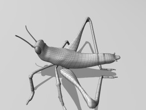 cricket Modelo 3D