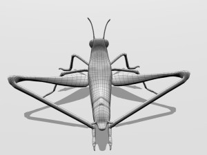 cricket Modelo 3D