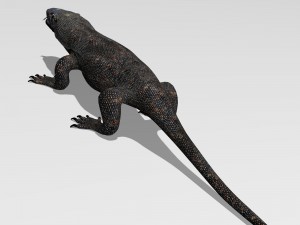 komodo dragon 3D Модель