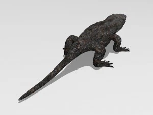 komodo dragon 3D Model