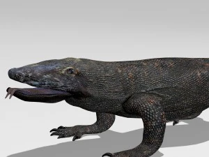 komodo dragon 3D Model