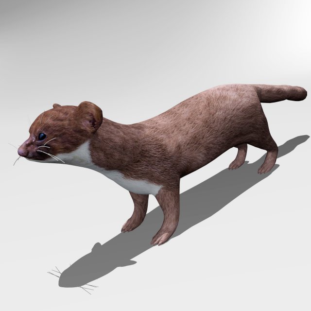 weasel 3D Модель .c4d .max .obj .3ds .fbx .stl .blend 
