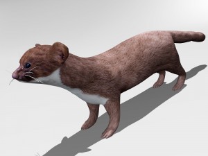 weasel 3D Model