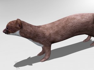 weasel 3D Модель