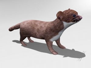 weasel 3D Модель