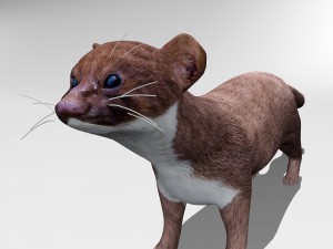 weasel 3D Модель