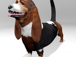 basset hound Modèle 3D
