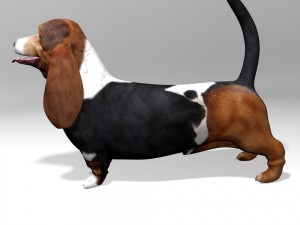 basset hound 3Dモデル