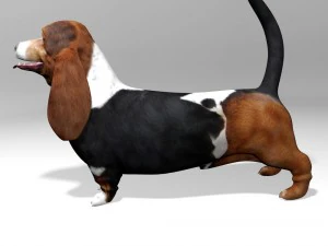 basset hound 3D Model