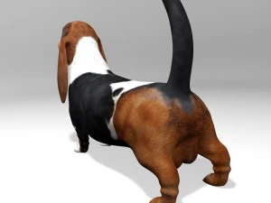 basset hound 3D Model