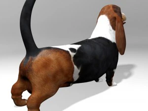 basset hound 3D Model