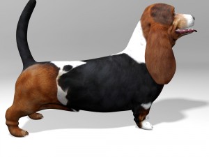 basset hound 3Dモデル