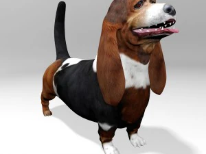 basset hound 3D Model