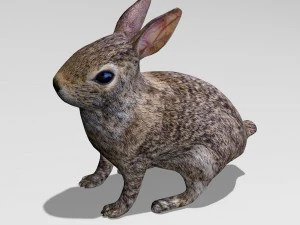 Kaninchen 3D Modell