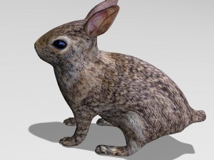 rabbit 3D Model
