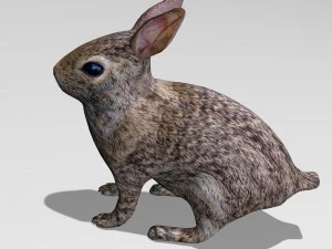 coniglio Modello 3D