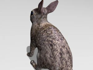 coniglio Modello 3D