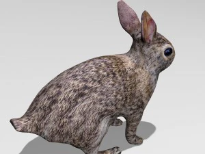 coniglio Modello 3D
